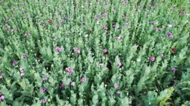 Bir tarladaki mor gelincik çiçeklerinin havadan görünüşü (Papaver somniferum)