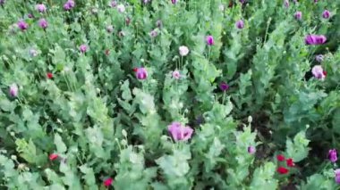 Bir tarladaki mor gelincik çiçeklerinin havadan görünüşü (Papaver somniferum)