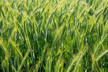 Çivili yeşil arpa, sürdürülebilir tarım kavramı