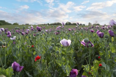 Güneşli bir günde arka planda bulutlar olan afyon gelincikleri (Papaver somniferum)..