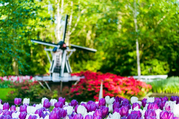 Holland tulip flower background. Tulip and windmill banner or header. Spring flowers blooming in sunshine outside in the Netherlands. High quality photo