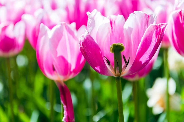 Beautiful Closeup Tulip Flower Spring Tulip Banner Header Spring Flowers Imagen de stock