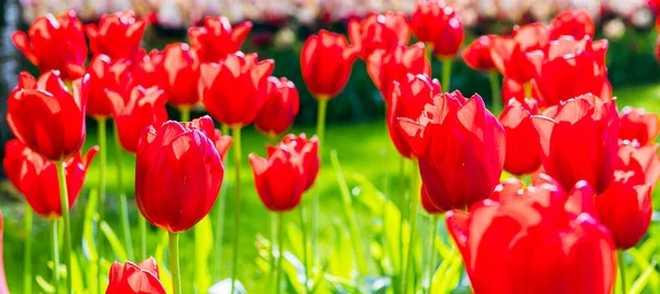 Beautiful Red Tulip Spring Background Tulip Banner Header Spring Flowers Imágenes de stock libres de derechos