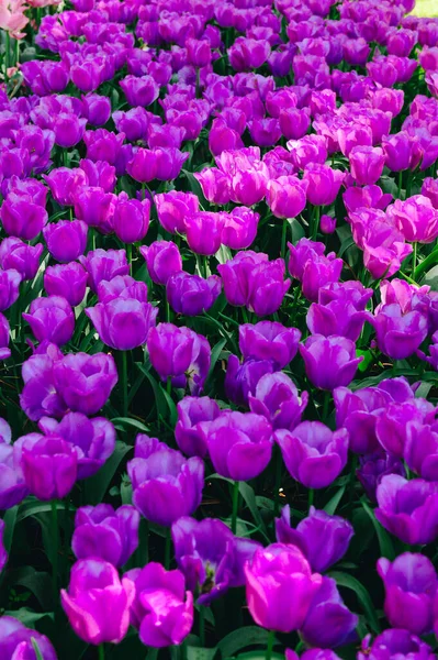 Vertical Purple Tulip Flower Spring Background Tulip Banner Header Spring Jogdíjmentes Stock Fotók