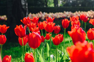 Beautiful red tulip spring background. Tulip banner or header. Spring flowers blooming in sunshine outside. High quality photo