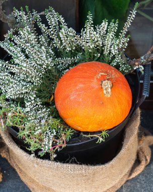 Beyaz çiçeklerin arasında olgunlaşmış turuncu balkabağı, sonbahar kompozisyonu, hasat ve verimlilik kavramı, yakın çekim. Üst görünüm, dikey yönelim