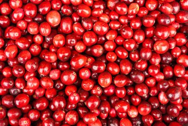 Kırmızı kızılcıklar (oxycoccos), sonbahar hasat ve doğurganlık konsepti, kızılcıklar meyve suyu, meyve suyu, kvass, özütler, jöle, bunlar iyi vitamin kaynaklarıdır. en üstteki görünüm