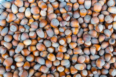 Kabuklu fındık meyveleri, sonbahar fındığı arka planı, Lombard fındığı, yiyecek geçmişi. Yukarıdan görüntüle