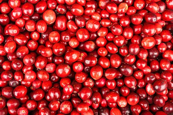 Красная Клюква Оксикококос Крупным Планом Осенний Сбор Урожая Концепция Плодородия — стоковое фото