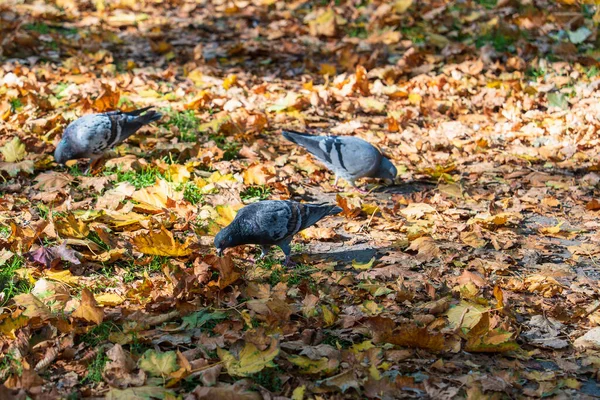 秋の食 自然秋の風景 市鳥を探す太陽の光の中で 黄金の秋の紅葉の中に3羽の鳩 — ストック写真