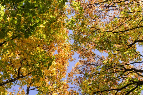 秋天的一天 在晴朗的蓝天下 金黄的枫叶在阳光下绽放 美丽的秋叶自然背景在树枝上 底部视图 复制空间 — 图库照片