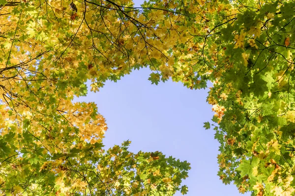 秋天的一天 在晴朗的蓝天下 金黄的枫叶在阳光下绽放 美丽的秋叶自然背景在树枝上 底部视图 复制空间 — 图库照片