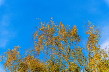 Huş ağacının dallarında altın yapraklar açık mavi gökyüzünün altında güneş ışığında. Sonbahar, ağaçların dallarındaki güzel yaprakların doğal arka planıdır. Yatay yönelim, kopyalama alanı