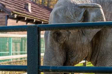 Afrikalı bir filin kafası buruşuk bir deriyle kaplıdır. Hayvanat bahçesinin metal çitlerinin arkasında bir filin göz ve derisinin yakın çekimi tutsak hayvanların görüntüsüdür.