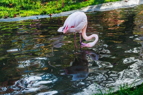 Sudaki Pembe Flamingolar Güneşli Bir Sonbahar Günüyle Bacaklarını Temizler Suyun — Stok fotoğraf