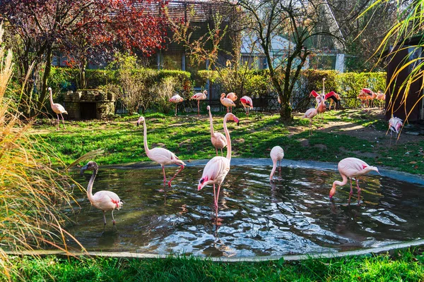 stock image A flock of pink flamingos in water and green lawn on a sunny autumn day in the aviary aviary, play of light and shadow on water and grass, young birds of flamingos in the European zoo