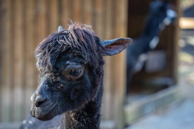İleriye bakan sevimli bir koyu siyah alpaka, siyah alpaka başı ve gözlerinin yakın çekimi, deve ailesine ait evcil hayvanlar.