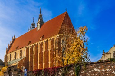 Sonbahar ağacının arkasındaki gün ışığında katolik bir kilisenin casusları mavi gökyüzüne karşı, eski Krakow, Polonya 'daki gotik Hristiyan binası, ilahi güzellik