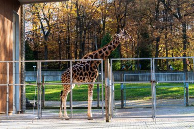 Hayvanat bahçesindeki çitlerin arkasında genç bir zürafa sonbahar ağaçlarının arka planına karşı, güneşli bir sonbahar gününde bir zürafa, hayvan koruması, Avrupa hayvanat bahçelerinde Afrika hayvanları