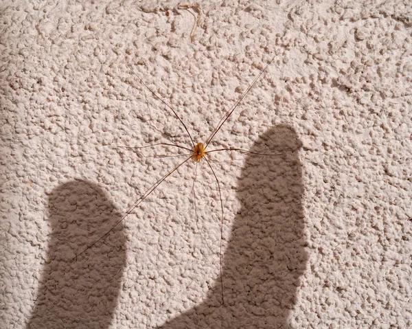 爸爸的长腿蜘蛛 在粗糙的灰色墙壁上的特写 长腿蜘蛛在墙上两个人类手指的阴影 恐惧和恐惧症之间 克服了对蜘蛛的恐惧感 — 图库照片