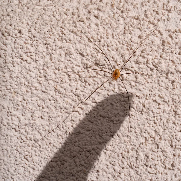 Overcoming Arachnophobia Daddy Long Legged Spider Rough Gray Wall Close — Stock Photo, Image