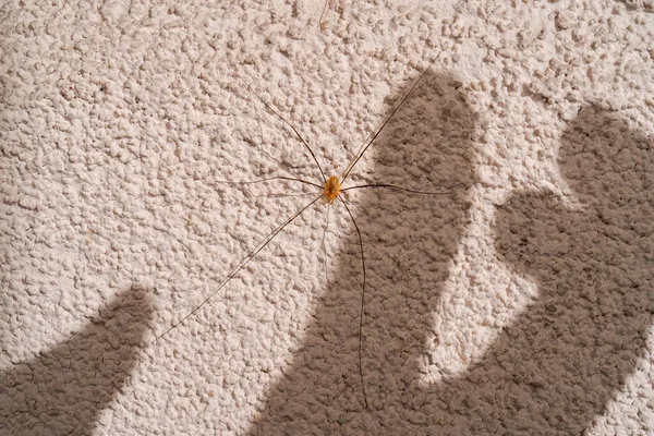 克服对蜘蛛的恐惧感对蜘蛛的恐惧 爸爸长腿蜘蛛 在粗糙的灰色墙壁上 在一个人的手指的阴影之间进行着特写 — 图库照片