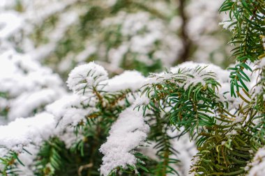 Saf beyaz kar, porsuk dalının yeşil iğnelerinin üzerinde, kışın, Noel 'in ve yeni yılın temasının arkaplan resmi, dışarıda güzel soğuk hava, seçici odak ve uzay kopyası.