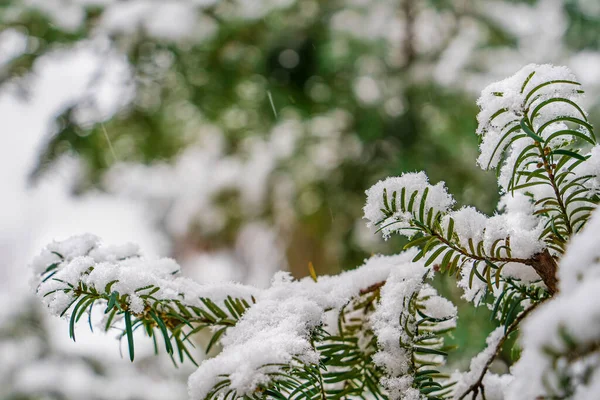 Pierwszy Biały Śnieg Zielonych Gałęziach Ciszy Tło Zimowy Obraz Temat — Zdjęcie stockowe