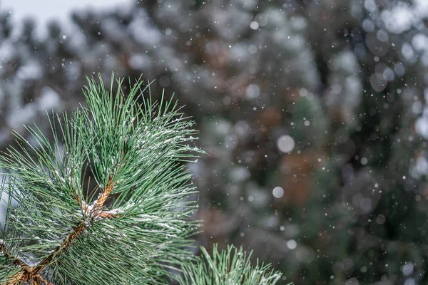 Pierwszy Śnieg Śnieg Gałęziach Choinki Zimowym Lesie Zbliżenie Białych Płatków — Zdjęcie stockowe