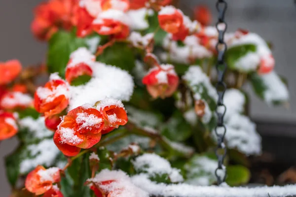 Zbliżenie Białego Śniegu Płatkach Liściach Begonii Begonia Hiemalis Czerwono Różowy — Zdjęcie stockowe