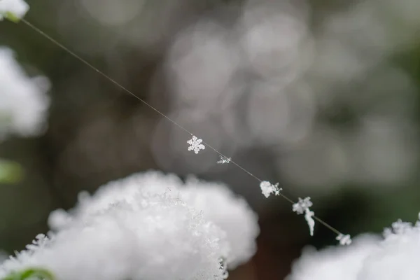 Zbliżenie Piękny Mały Płatek Śniegu Wiszący Cienkiej Pajęczynie Zimowy Dzień — Zdjęcie stockowe