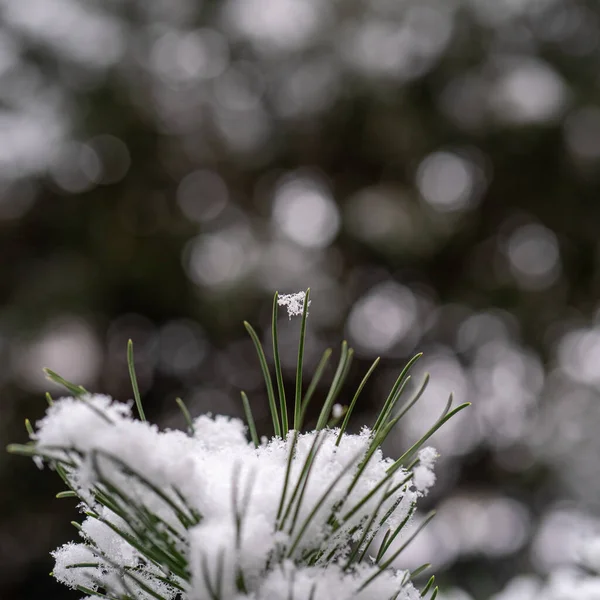 冬の日に2本の緑の松葉の間にぶら下がっている雪のフレークのクローズアップは ぼやけた緑の背景の雪 ふわふわの雪 クリスマス 新年の白い雪のフレーク コピースペース — ストック写真