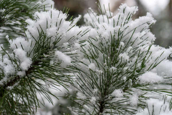 Zbliżenie Puszystego Białego Śniegu Zielonych Igłach Sosnowych Zimowy Dzień Świeżym — Zdjęcie stockowe
