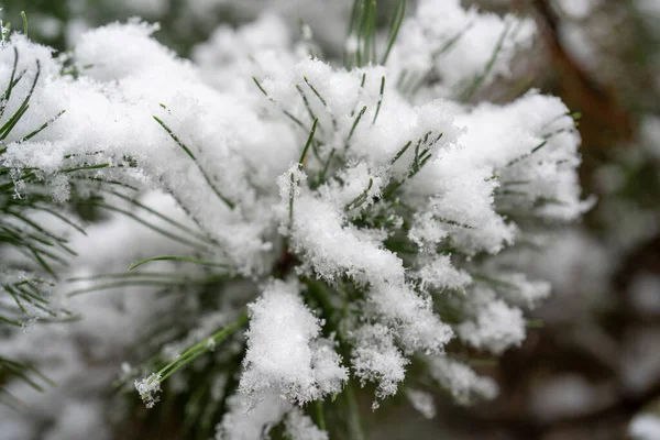 Zbliżenie Puszystego Białego Śniegu Zielonych Igłach Sosnowych Zimowy Dzień Świeżym — Zdjęcie stockowe