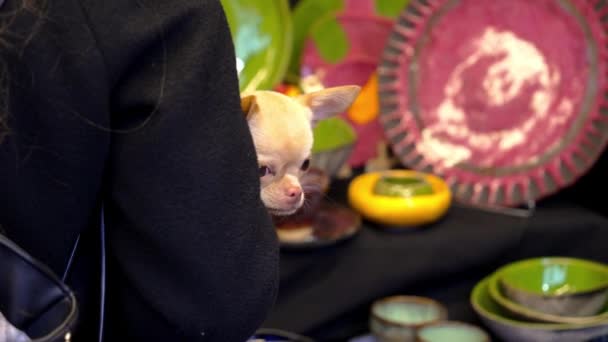 Adorabile Chihuahua Nelle Mani Della Padrona Casa Una Giornata Invernale — Video Stock