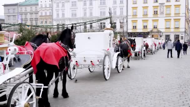 ポーランド クラクフの中心部の路上で冬に白い馬に描かれた馬車 馬は暖かく保つために赤い毛布で覆われている ポーランドの伝統の本物のシーン — ストック動画