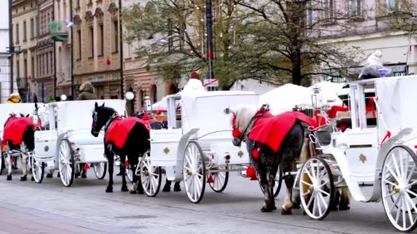 Wózki Białym Koniem Zimą Ulicy Centrum Krakowa Konie Pokryte Czerwonymi — Wideo stockowe