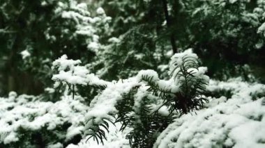 İlk kar yağışı, kış ormanlarındaki bir Noel ağacının dallarındaki kar, kışın ve yeni yıl arkaplanı için bir çam ağacındaki beyaz kar tanelerinin yakın çekimi.