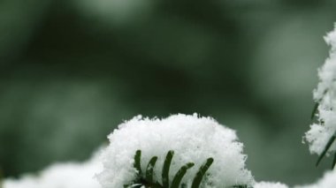Güzel pofuduk kar bir ağacın yeşil iğnelerinin üzerinde kar, kışın iğnelerin üzerinde kar tanelerinin yakın çekimi, kışın bir Noel ve yeni yıl arkaplanı.