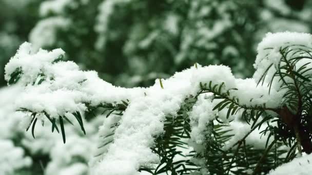 Első Hóesés Gyönyörű Bolyhos Zöld Tűk Egy Alatt Hóesés Közelkép — Stock videók