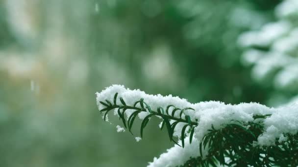 Eerste Sneeuwval Mooie Pluizige Sneeuw Groene Boom Naalden Een Wazige — Stockvideo