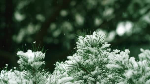 第一场降雪美丽的绒毛雪落在一棵树的绿色针叶上 背景模糊 冬天雪花落在针枝上 冬天是圣诞节的背景 — 图库视频影像