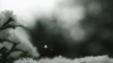 Bulutlu bir kış gününde, kar yağışı sırasında, kar taneciklerinin yakınındaki bulanık yeşil arka planda, yeni yıl için yumuşak kar taneleri ve beyaz kar taneleri.