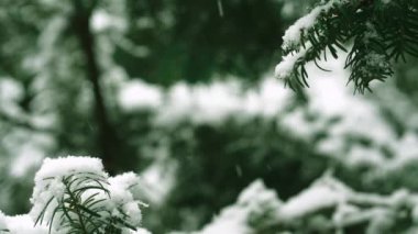 Kar yağarken düşen kar taneleri, kış ormanlarındaki bir Noel ağacının dallarına düşen kar, kışın bir çam ağacının üzerindeki beyaz kar tanelerinin yakın çekimi, Noel 'in ve Yeni Yıl' ın arka planına karşı.