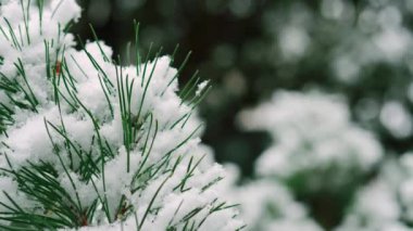 Ormanda bir kış günü, kar yağarken, ağacın yeşil iğnelerinin üzerindeki güzel yumuşacık kar. Yeşil çam iğneleri, Noel ve yeni yıl arkaplanındaki kar tanelerinin yakın çekimi
