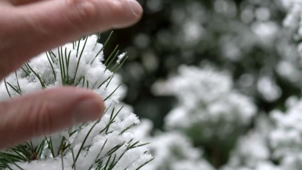 Ormanda Bir Kış Günü Kabarık Karla Kaplı Kozalaklı Bir Dala — Stok video