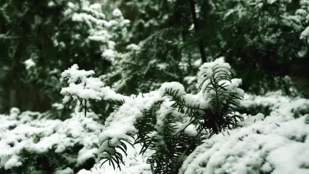 Pierwszy Śnieg Śnieg Gałęziach Choinki Zimowym Lesie Zbliżenie Białych Płatków — Wideo stockowe