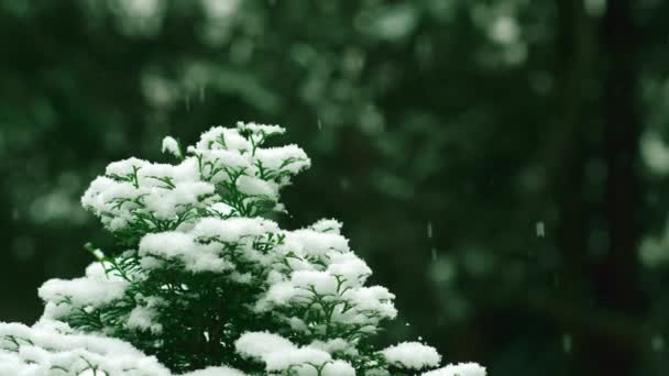Gyönyörű Bolyhos Egy Zöld Tűjén Hóesés Idején Elmosódott Háttérben Közelkép — Stock videók