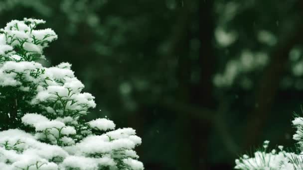 Havazik Erdőben Gyönyörű Bolyhos Egy Zöld Tűjén Hóesés Közben Elmosódott — Stock videók