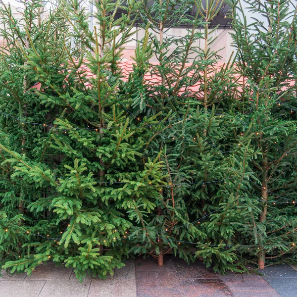 Egy Sor Karcsú Zöld Fenyő Karácsonyfa Egy Európai Városban Karácsonyfák — Stock Fotó